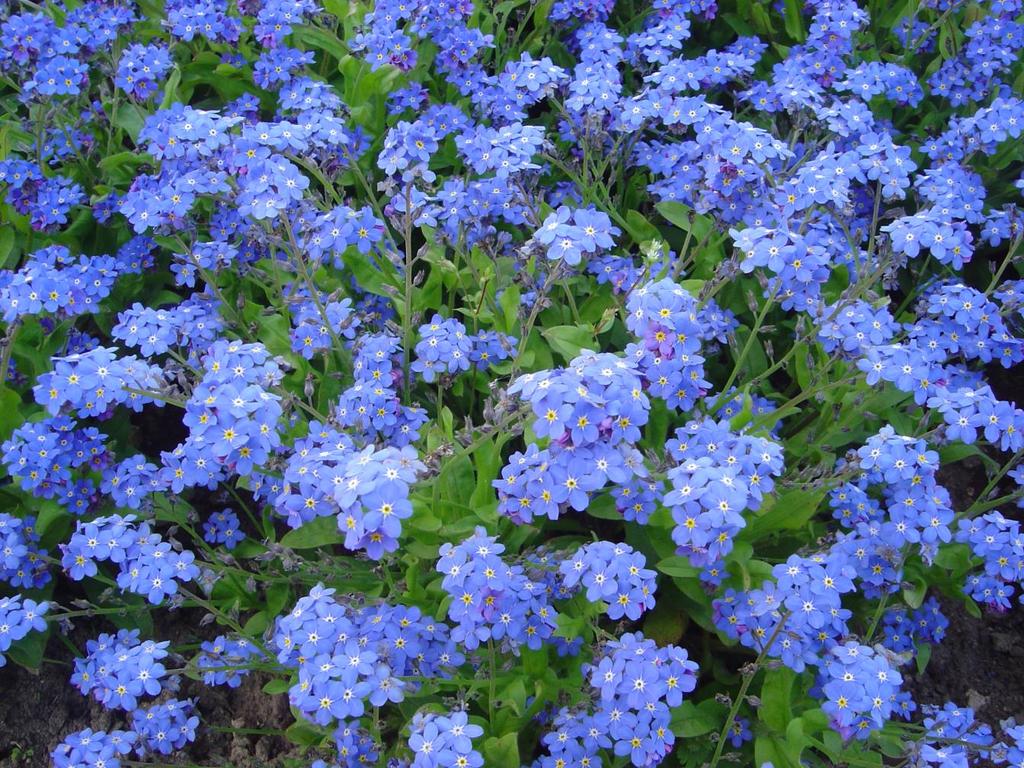 Förgätmigej Arter inom släktet Myosotis 5 ljusblå kronblad, små gula knölar i kronpipen.