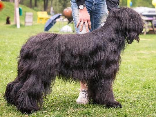 Exc 1 CK BIR JUNIOR Svensk Junior Briard Vinnare 2018 BIS JUNIOR BRIARD Juniorklass Tikar Odderrué Midnightjen CZ SE30829/2017 f.