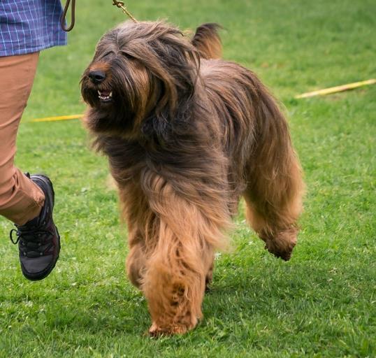 BRIARD Veteranklass Tikar Don Fido's Rädizza S45195/2009 f.2009-06-05 Bra format. Kort kropp.