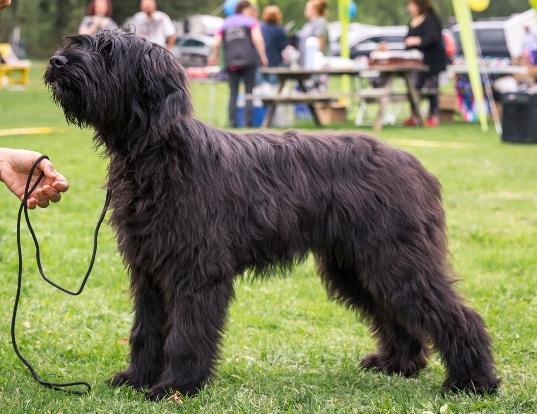 BRIARD Valpklass 4-6 mån Tikar Hippie Royal Ca Tching SE102272/2018 f. 2017-11-27 Utmärkt typ och format. Bröstkorgen är lite kort.