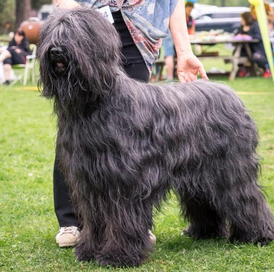 BRIARD Championklass Hanar Costello Du Tchibo d'ebéne DK NO UCH SEJV-14 Sel FRA SE37413/2014 f.2013-12-03 Utmärkt typ och format.