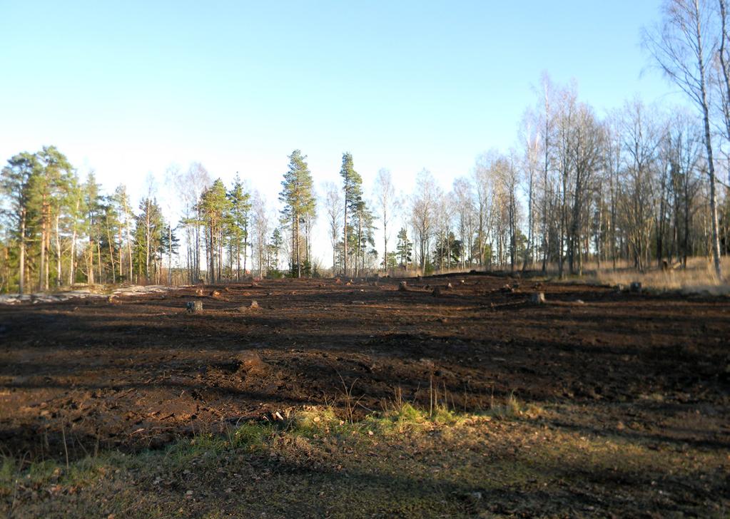 Figur 7. Den östra delen av planområdet efter återställningen.