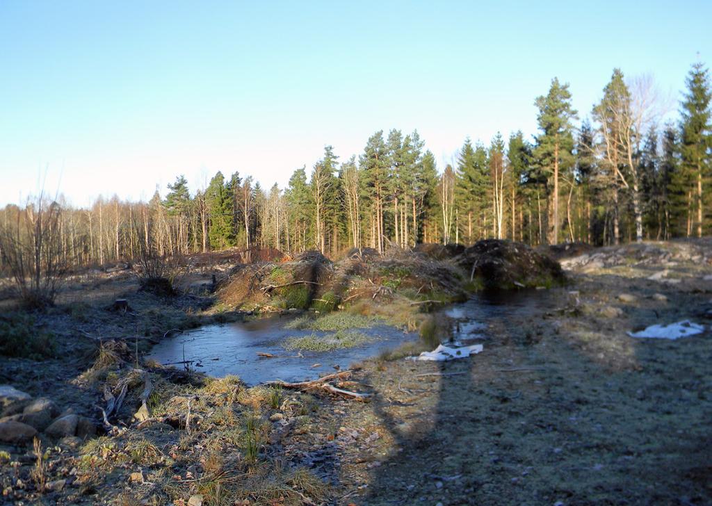 Figur 8. Sänkan/sankmarken längs med vägen före återställning.