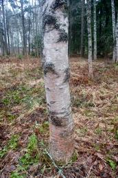 Stubbskottkan varaexemplaravismasurbjörkmendetkundeinte faställasijuvenilålderochvidavlövattillstånd. Åtgärder:Återplanteringavbestånd. Framtid:Beståndäristortbehovavåterplantering.