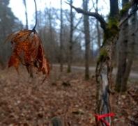 Framtid:Beståndetäristortbehovavstödplanteringochförökningsarbetetbör påbörjas. Figur48.Acerplatanoidessp. Flikbladiglönn Figur49.Acerplatanoidessp. Flikbladiglönn Delområde 1804,Acerplatanoidesf.