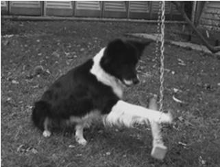 : Conspecific observational learning by adult dogs in a training context. Appl. Anim. Beh. Sci.