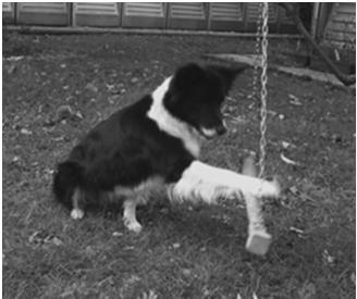 Do as I do (DAID) Lära hunden att utföra nya beteenden genom härmning av förarens beteende Fas 1 lära hunden att utföra redan inlärda beteenden efter att föraren demonstrerat. 1. Utgångsposition (nos mot näsa), be hunden vänta, demonstrera beteendet 2.
