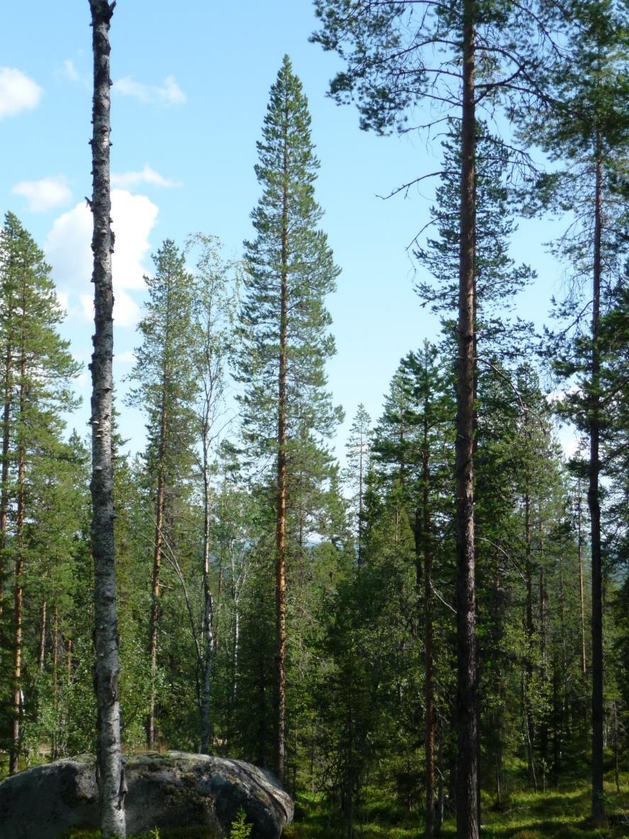 Denna bild hade satts på framsidan av en rapport från SLU som författats bl.a. av professor Tomas Lundmark: Naturkultur. Utveckling i försöksserien de 10 första åren.