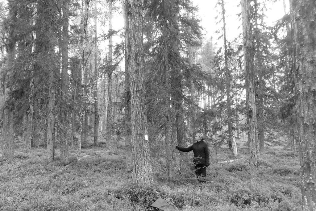 7 Figur 2. Bild från parcellen med orörd skog i fältförsöket Piellovare. Medeldiametern vid brösthöjd hos dessa träd är 18 cm. Tätheten gör att inga små träd kan överleva.