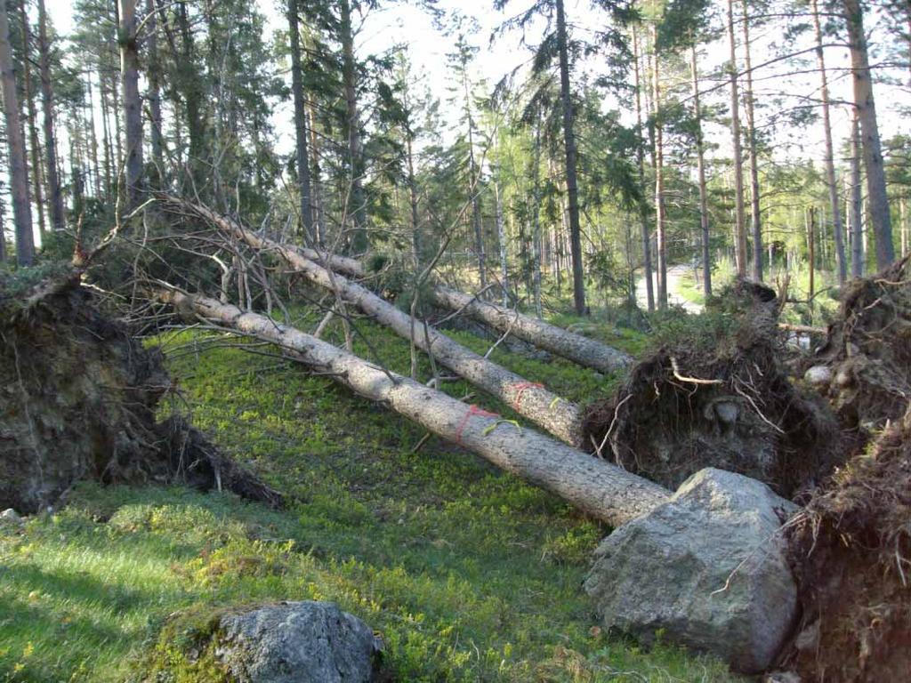 Rapport Länsmuseet Gävleborg 2012:25 STORMFÄLLDSKOG PÅ TROGSTABOPLATSEN I FORSA Dokumentation av stormskador och