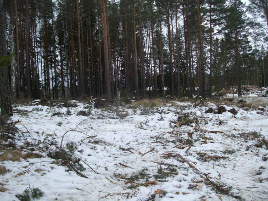 Figur 6. Figur 6. Centrala delen av fornlämningsområdet efter att återställningsarbetet avslutats. Foto: Leif Andersson.