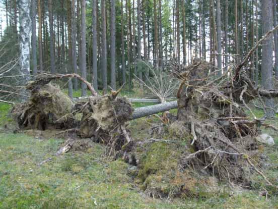 En rotvälta skadat grav nr 8 i N delen, kantkedjan synlig av 0,3-0,4 m st