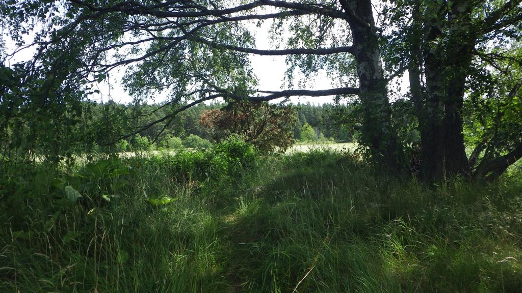 Figur 4. Foto på de äldre björkarna i delområde 3 mot delområde 4. Natura 2000-naturtyp - 4.