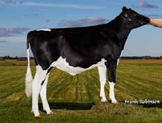 Mjölkbarhet Lynne Hull Egenfertilitet aaa 324156 sexad 803 kg 0,27 % 59 kg 0,06 % 33 kg 220 Knobby sdjup bakifrån djup ligament 20 78 t t 88 Knobby ger medelstora kor med styrka och djup.