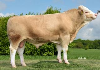 conformation and best feet & legs. Hi pedigree includes sires with outstanding type and highly positive beef production both on the maternal and paternal side.