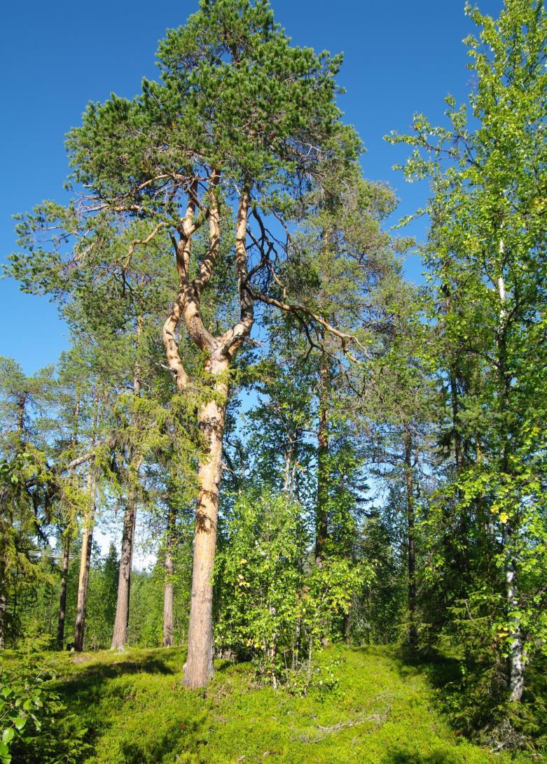 En av gammeltallarna i område 6 Poäng från Naturvärdesbedömning av skogsmark: 11 poäng. Påverkan: Tydlig påverkan från äldre tiders dimensionsavverkning och mer sentida skogsbruk.