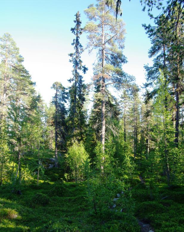 Skogsområdet 7b till vänster och 7 a till höger Poäng från Naturvärdesbedömning av skogsmark: Delområde 7c har 22 poäng, 7b har 10 poäng och delområde 7a har 13 poäng.