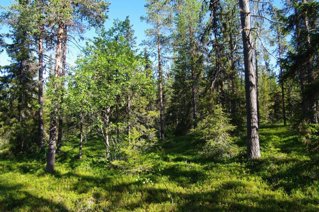 Delområde 2 - Renberget Storlek: Cirka 250 ha Fältbesökt: 20150903 Området består dels av äldre skog i mosaik med myrmark i den västra delen, dels äldre naturskogsartad skog runt själva berget i den