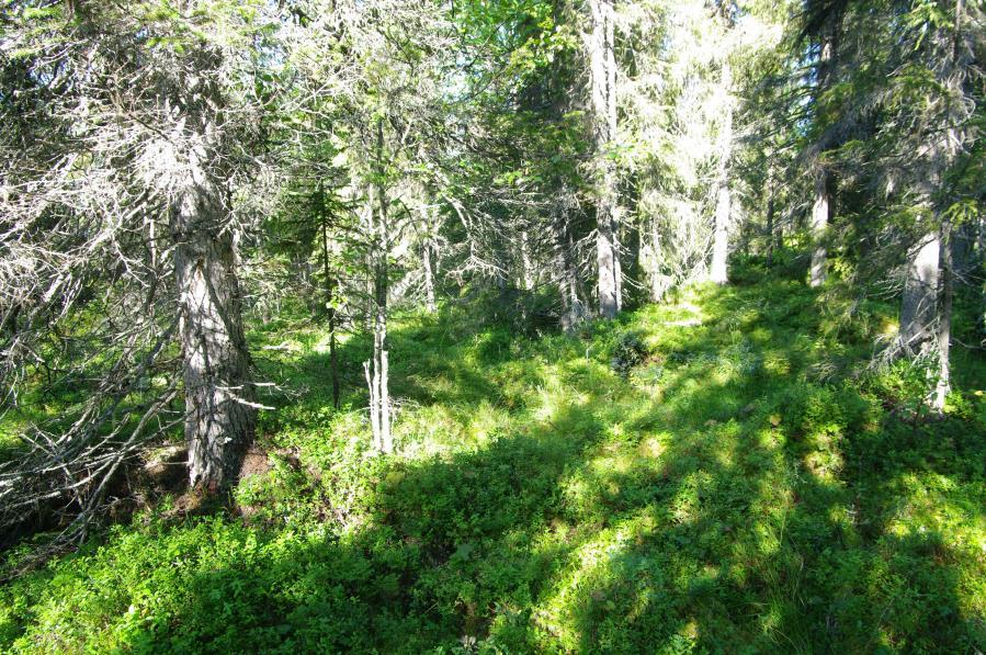 Renberget bli naturreservat, både den här beskrivna delen i sydsluttningen och större områden NO om berget.