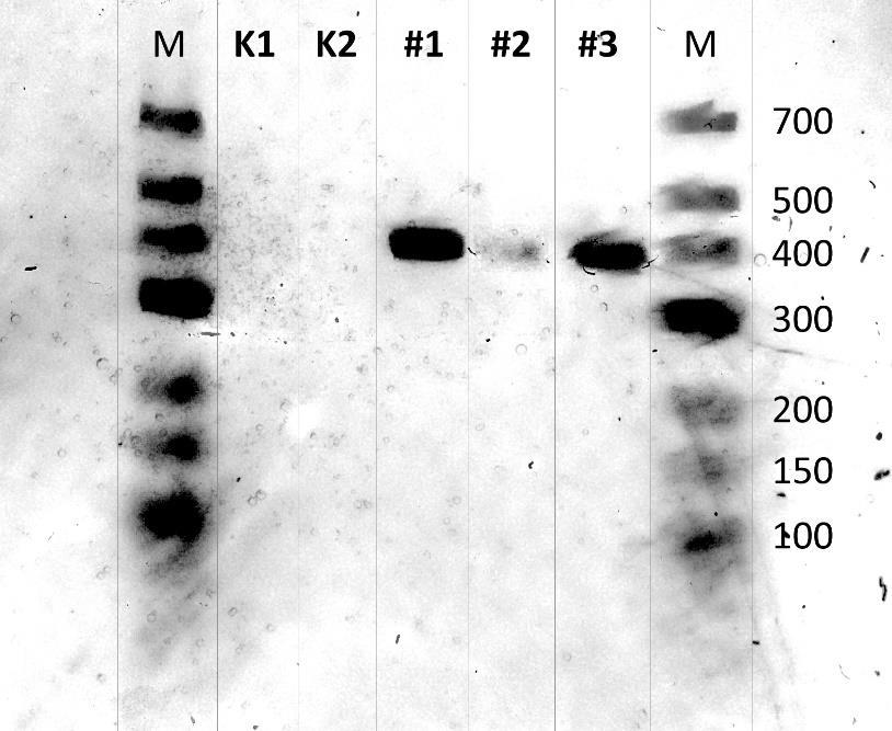Figur 3. Agaros-elektrofores (TAE-buffert, 1,5 % agaros, 75 V) analysen från PCR-amplifieringen av arsr-sekvensen ur I. dechloratans.