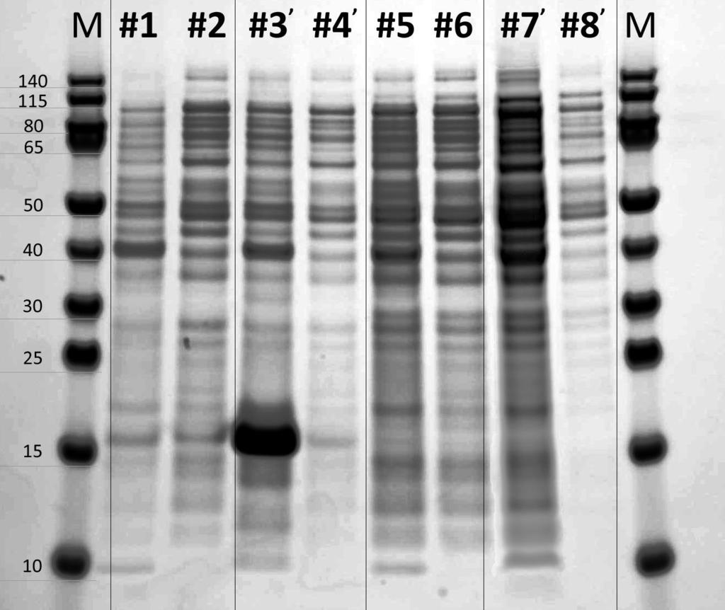 3.6 ArsR expression Några SDS-PAGE analyser gjordes av de klonade cellernas expression, för att hitta en lämplig provkoncentration och induceringstid, för att få ett bra uttryck av införda
