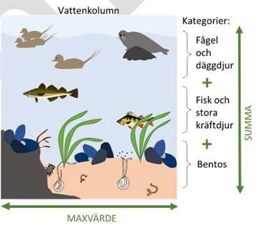 Biotiska ekosystemkomponenter har därför delats in i kategorier som finns vertikalt över varandra i en vattenkolumn (f).