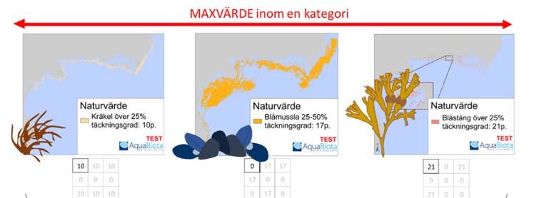 Figur 4. De översta kartorna visar de karterade ekosystemkomponenterna kräkel 25 % täckningsgrad (Tg), blåmusselbäddar 25 50 % Tg och blåstångsbiotoper 25 % Tg.