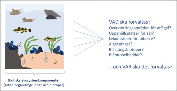 Havs- och vattenmyndighetens rapport 2017:XX säl, lekområden för abborre, ålgräsängar (vanlig bandtång) och blåmusselbäddar (figur 2).