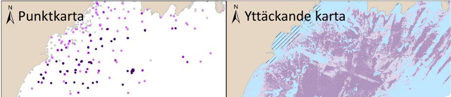 Figur 2. Två olika kartor över blåmussla i västra Hanöbukten. Den vänstra kartan visar punktdata från undersökningar med undervattenskamera och dyktransekter.