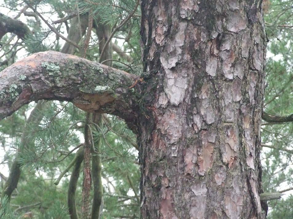 203 7 Blandskog Naturvärdesklass 1 Areal: 0,9 ha Mellan Danvikshem och Vilans skola finns ett blandbestånd beläget i en sydsluttning.