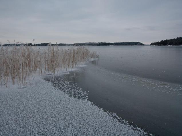 Vass försäsong