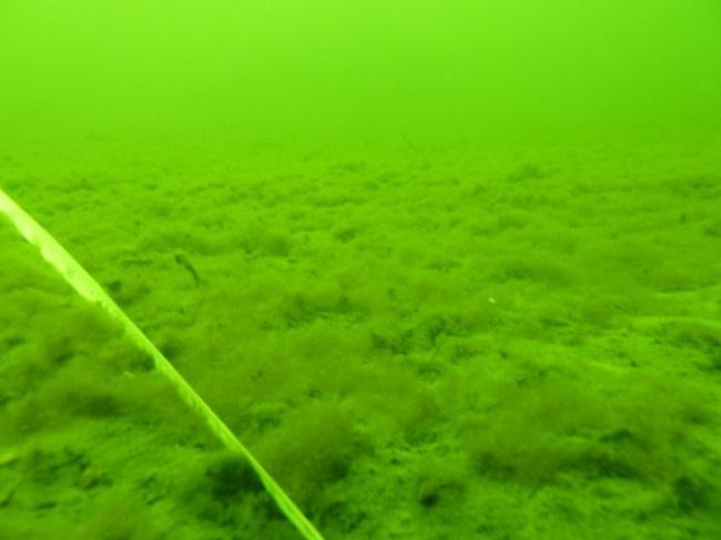 Bild 4.7. Transekt S5. Öv: Mjukbotten med lösa alger 8-10 m djup. Öh: Blåmusslor mellan block. Mv: Löslevande blåstång på ca 2 m djup, vassbälte i bakgrunden. Mh: P.