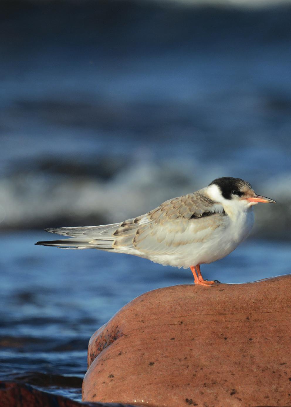 Fisktärnan, Sterna hirundo, är en av de arter som ändrat sitt ankomstdatum mest och kommer nu närmare 3 veckor