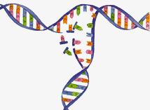 all information om hur organismen ska konstruera och hur den ska bygga upp alla ämnen. Därför kan DNA kallas för kroppens alldeles egna receptbok.