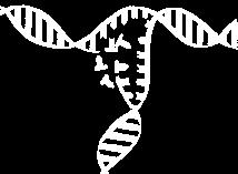 Där det är kvävebaserna som innehåller den genetiska koden. Det nns fyra olika typer av kvävebaser, Adenin (A), Cytosin (C), Guanin (G) och Tymin (T).