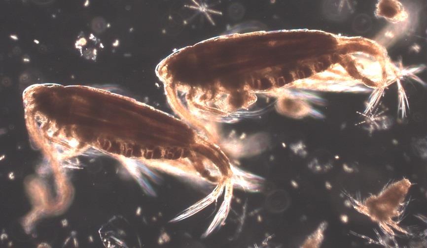 Djurplankton Ingrid Hårding, Medins Havs- och vattenkonsulter AB SAMMANFATTNING Under år 2016 var mängden djurplankton i Vättern fortsatt liten, vilket tyder på ett näringsfattigt tillstånd.