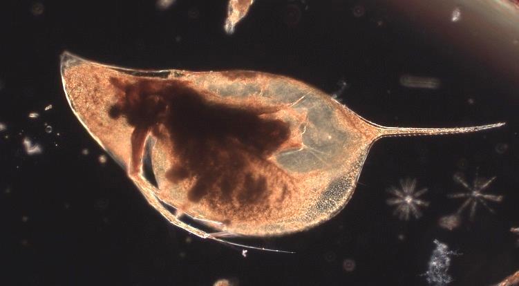 De arter av hinnkräftor som förekommit rikligt det senaste decenniet är Bosmina longispina, Daphnia cristata (figur 4) och Daphnia galeata. Dessa arter är omtyckt föda för pelagisk fisk.