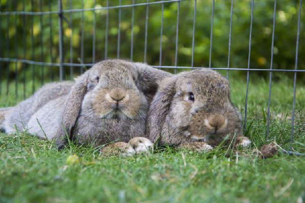 Kaniner tillsammans Kaniner är sociala djur som trivs allra bäst av att vara minst två. Men det fungerar såklart bra att bara ha en kanin också.