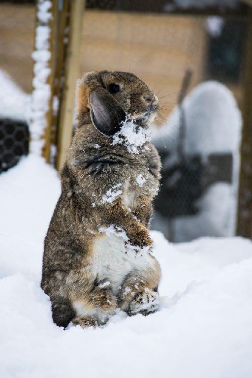 Sveriges Kaninavelsföreningars Riksförbund Bli medlem I Sveriges kaninavelsförening kan du bland annat: Ställa ut din kanin om du har köpt en kanin med