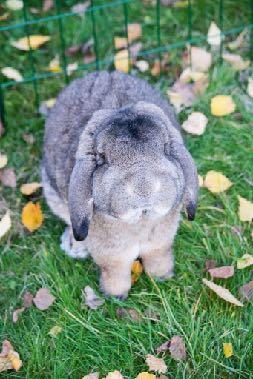 Exempel på saker man kan ha i buren eller hagen eller om kaninen bor inomhus är: Tunnlar, grävlåda, stubbar, grenar, något som kaninen kan hoppa upp på, något kaninen kan gömma sig under.