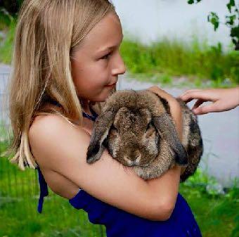 Det bästa sättet att lyfta en kanin på är att man placerar en hand under bröstkorgen och sedan placerar den andra handen under bakkroppen.