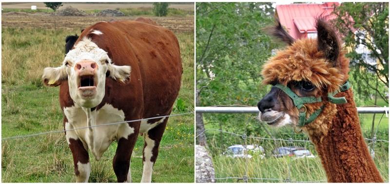 HÄRLIG VÅRVANDRING PÅ FJÄLLMOSSENS NATURRESERVAT Lördagen den 25 maj. Med information om naturvårdsåtgärden samt yoga vandring. Vi firar här den biologiska mångfaldens dag via denna turen också.