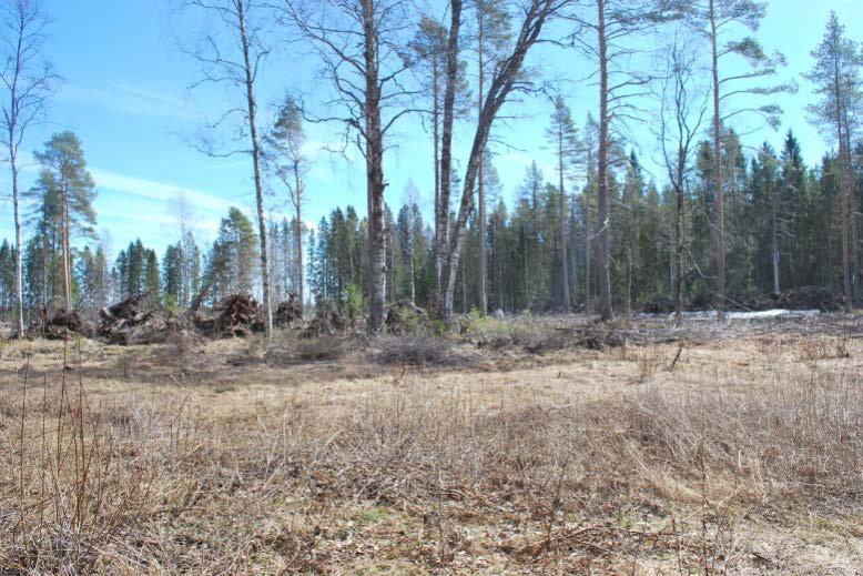 strövvänlig skog, befintliga, lätt tillgängliga