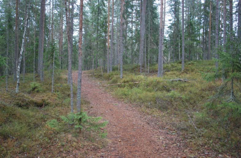 av tall/björk till gårdsläget 4.