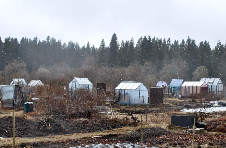 Granskog norr om Gamla Täfteåvägen, väg till koloniområde,