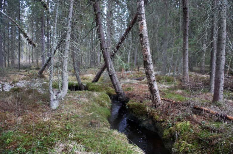 Öppet landskap mellan koloniområde och Täfteåvägen, kan bli