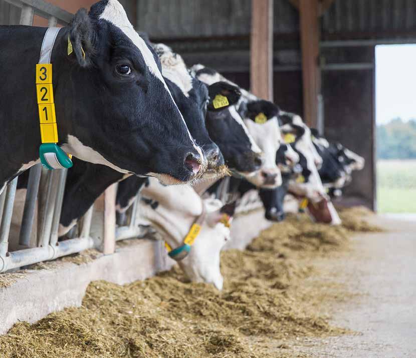 Health and management Herd 2. Heifers (parity 1) Animal 112 Fast grepp om utfodringen CowScout Hals övervakar utfodringstiderna för dina djur. Den mäter tiden som dina kor betar eller äter basfoder.