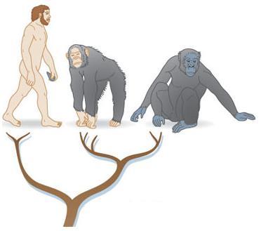 Genom att vara systematiskt mer brutala än schimpanserna och mer empatiska än