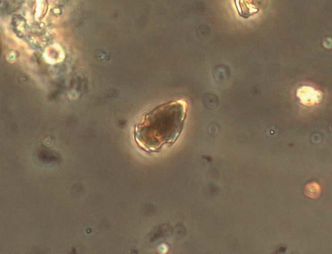 Kiselalger Cyanobakterier Kiselalger Cyanobakterier Dinoflagellater Monader/flagellater Dinoflagellater Monader/flagellater Cryptomonader Mixotrofa ciliater Cryptomonader Mixotrofa ciliater