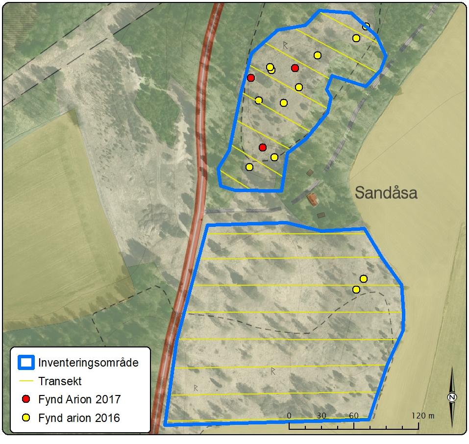 Sandåsa Totalt gjordes 3 observationer vid 3 olika tillfällen av svartfläckig blåvinge under inventeringen 2017 vid Sandåsa.